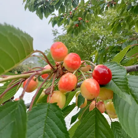 Apartment Bric Di Gai Monforte dʼAlba