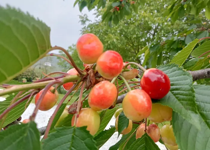 Apartment Bric Di Gai Monforte dʼAlba